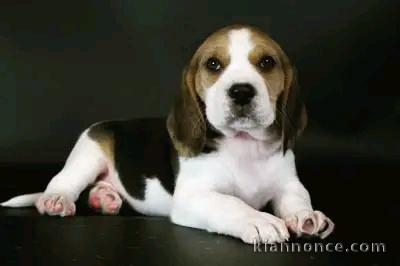 chiot beagle lof disponible 