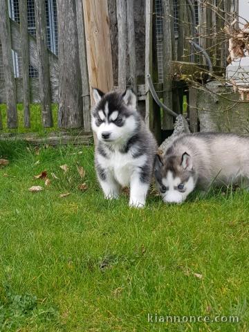 chiot husky sibérien adorable 