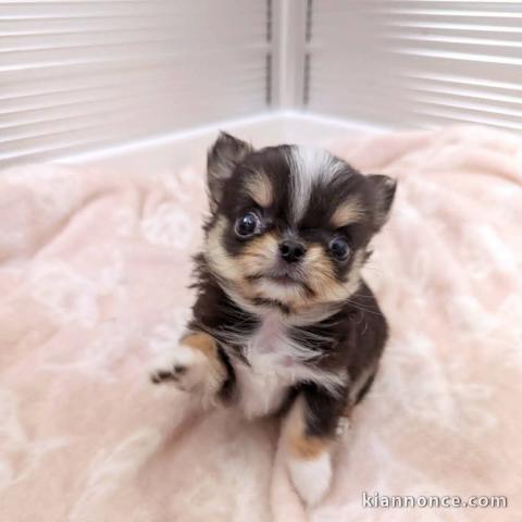 chiot chihuahua femelle a donner 