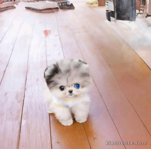 chiot spitz nain disponible 