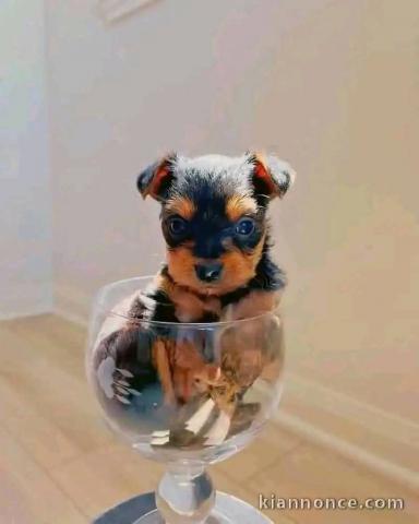 chiot Yorkshire disponible à donner 