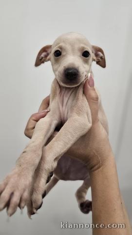 Chiot Petit Levrier Italien à vendre