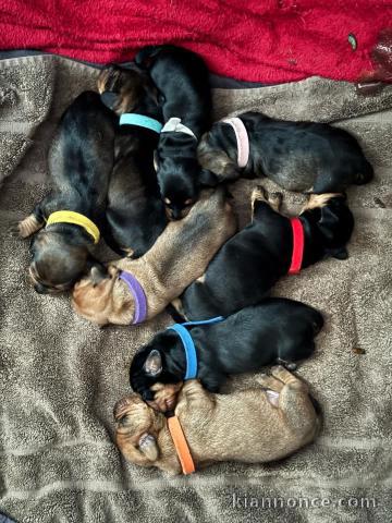 Adoption chiot Teckels nain disponible 