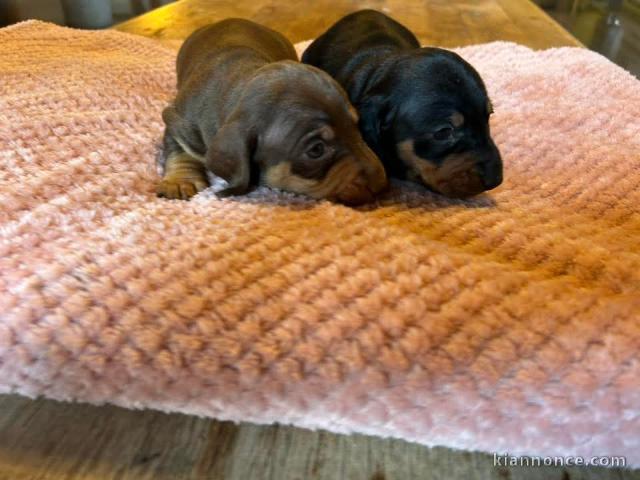 Je donne chiot teckel disponible 