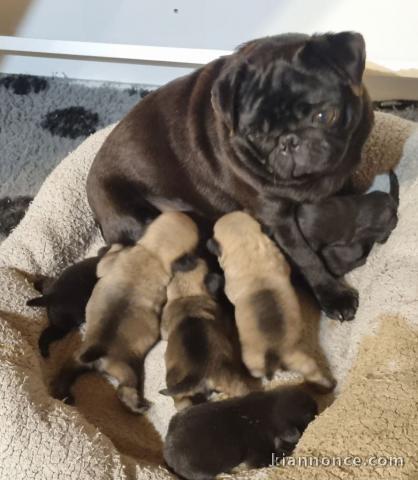 Portée chiot carlin disponible 