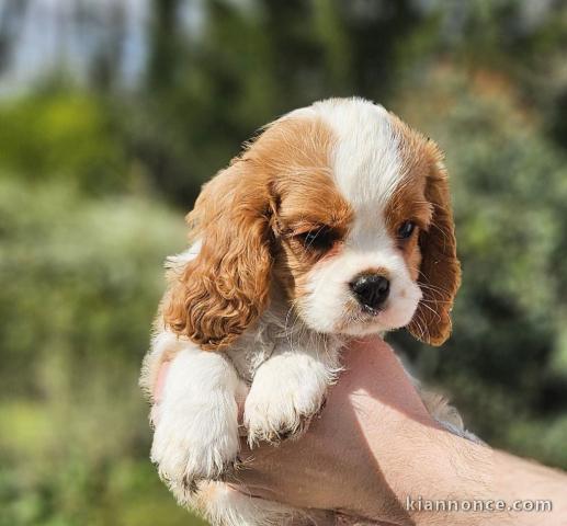Chiot cavalier king charle disponible 
