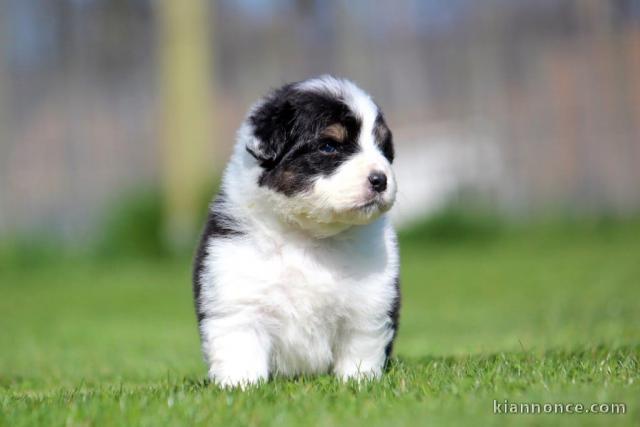 chiot berger australien lof mâle et femelle 