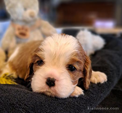 Magnifique chiot cavalier king charle 