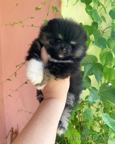 chiot spitz nain a donner 