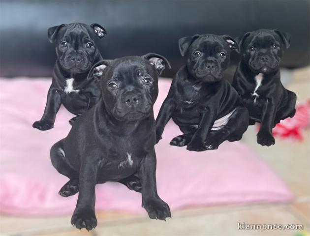 chiot staffie pour adoption 