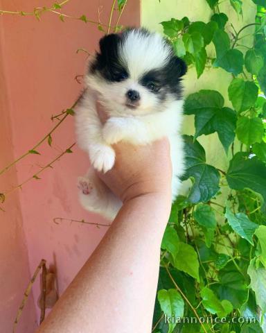 chiot spitz nain a adopter 