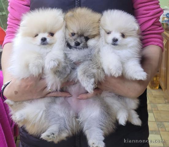 Chiot spitz allemand race pure 