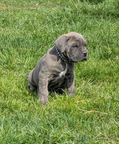 chiot Cane Corso a donner 