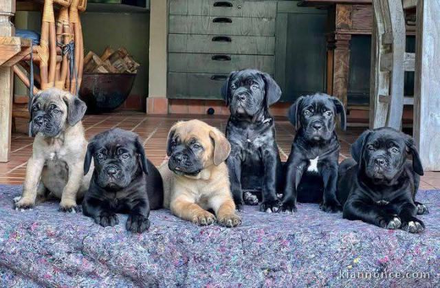 Dons chiot Cane Corso adorable 