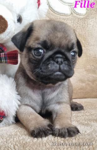 chiot carlin à adopter 