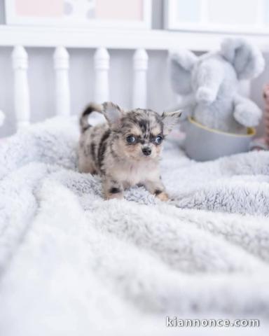 chiot chihuahua femelle a donner 