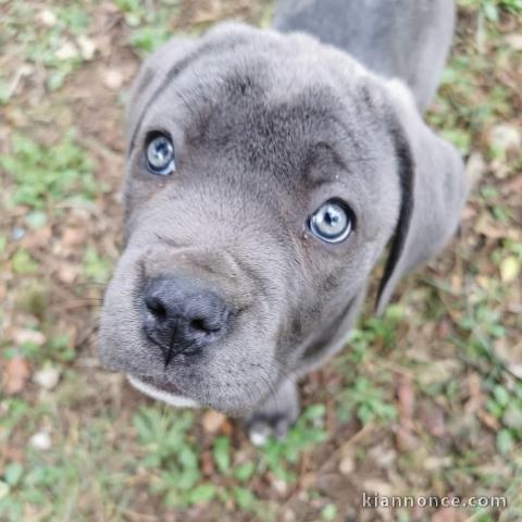 Adoption chiot cane corso disponible 