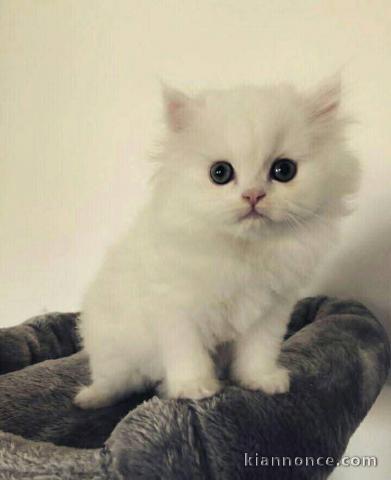 Disponible chaton a donner 