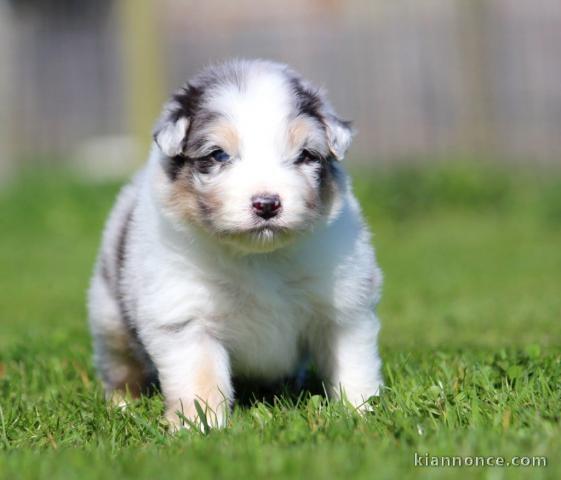 chiot berger australien mâle a donner 