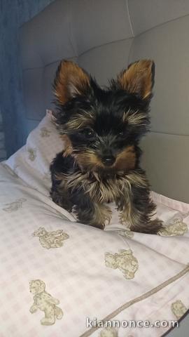 chiot Yorkshire disponible 