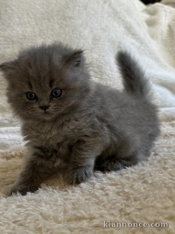 Chatons British Shorthair et Longhair mâle a donner 