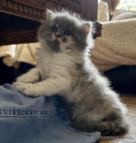 Chatons British Shorthair et Longhair femelle a donner 