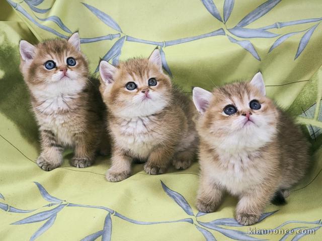 Chatons British Shorthair et Longhair a donner 