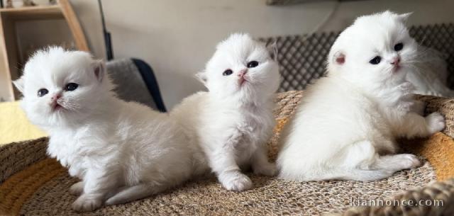 Chatons British Shorthair et Longhair a donner 