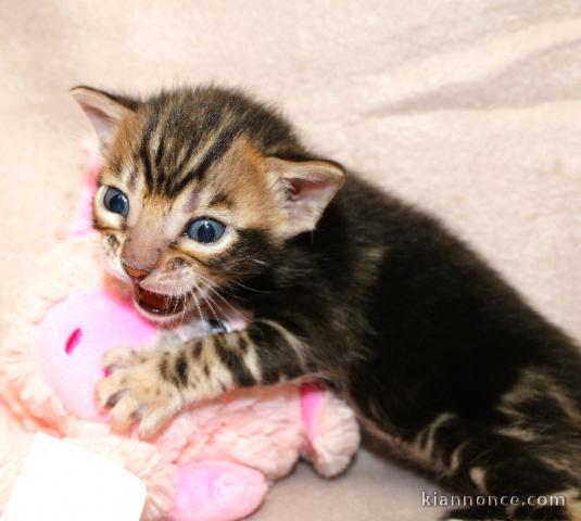Chaton Bengal mâle a donner 