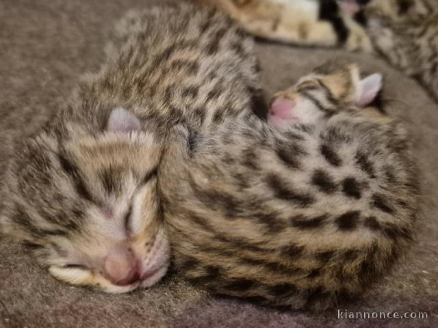 Annonce des chatons Bengal disponible 
