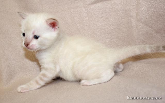 Bébé chaton Bengal pour adoption 
