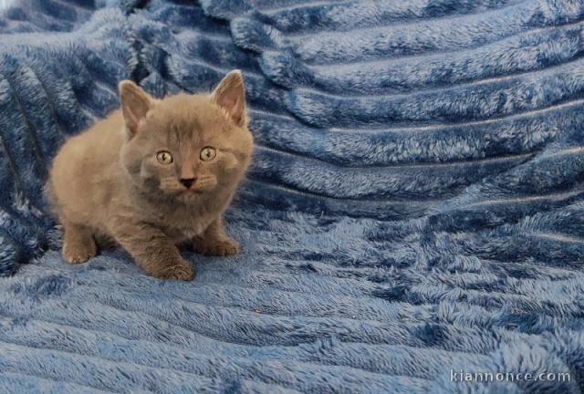 Magnifique chatons chartreux a donner 