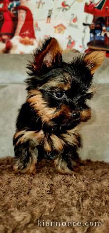 chiot Yorkshire femelle a donner 