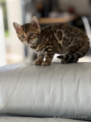 chaton Bengal a donner 