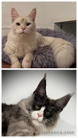 Chaton Maine coon à donner 