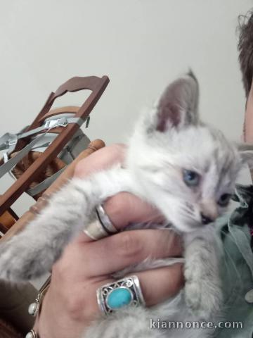 a donner contre bon soin chatons disponible 