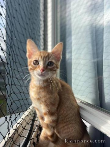 chaton roux disponible a donner 