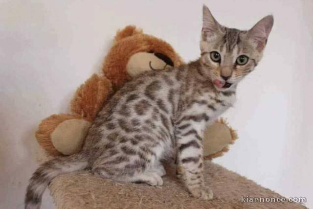 Adorable chaton Bengal femelle 