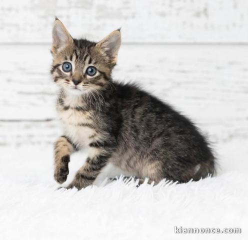 À donner chatons main coon disponible 