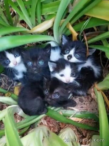 Chaton disponible pour adoption 