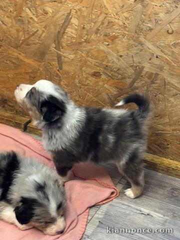 chiot berger australien femelle a donner 
