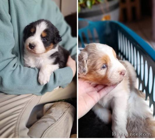 Adoption chiot berger australien 