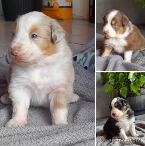 chiot berger australien adorable 