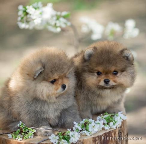 Don chiot spitz allemand race pure 