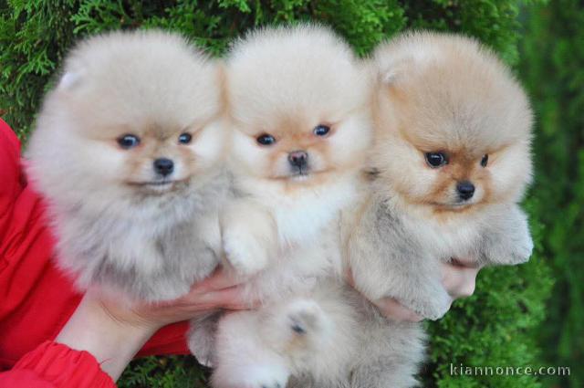 chiot spitz allemand race pure 