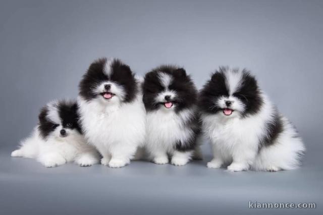 Chiot spitz nain Poméranie noir disponible 