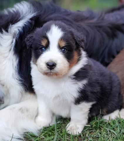 chiot berger australien lof mâle a donner 