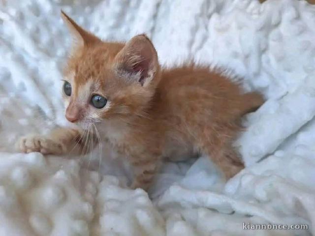 Chaton roux disponible 