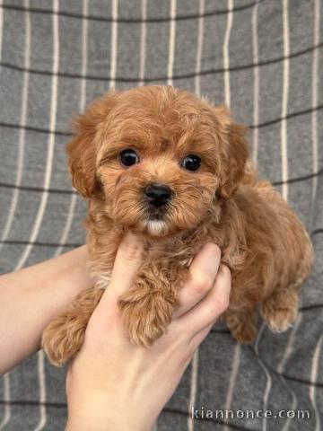 Chiot disponible Mp lof 