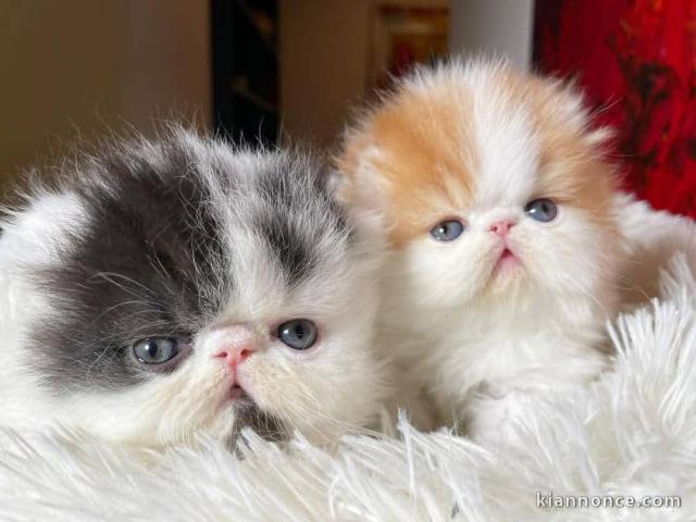 Dons chatons persan disponible 